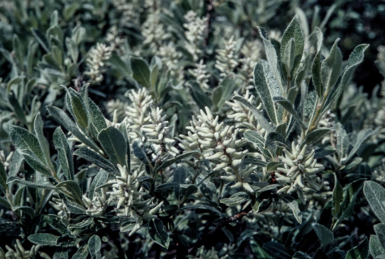 Salix glauca fruit