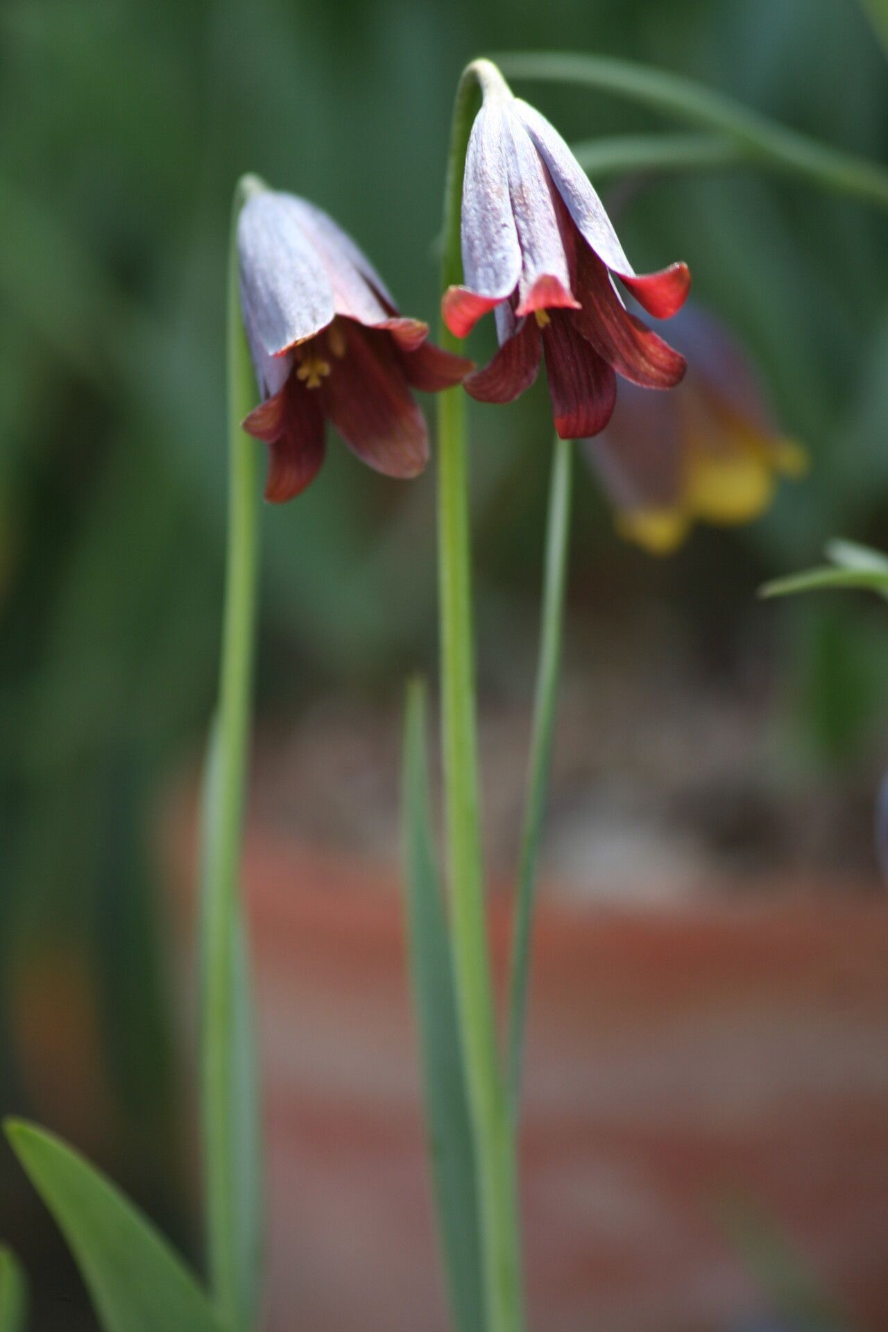 Fritillaria caucasica flower