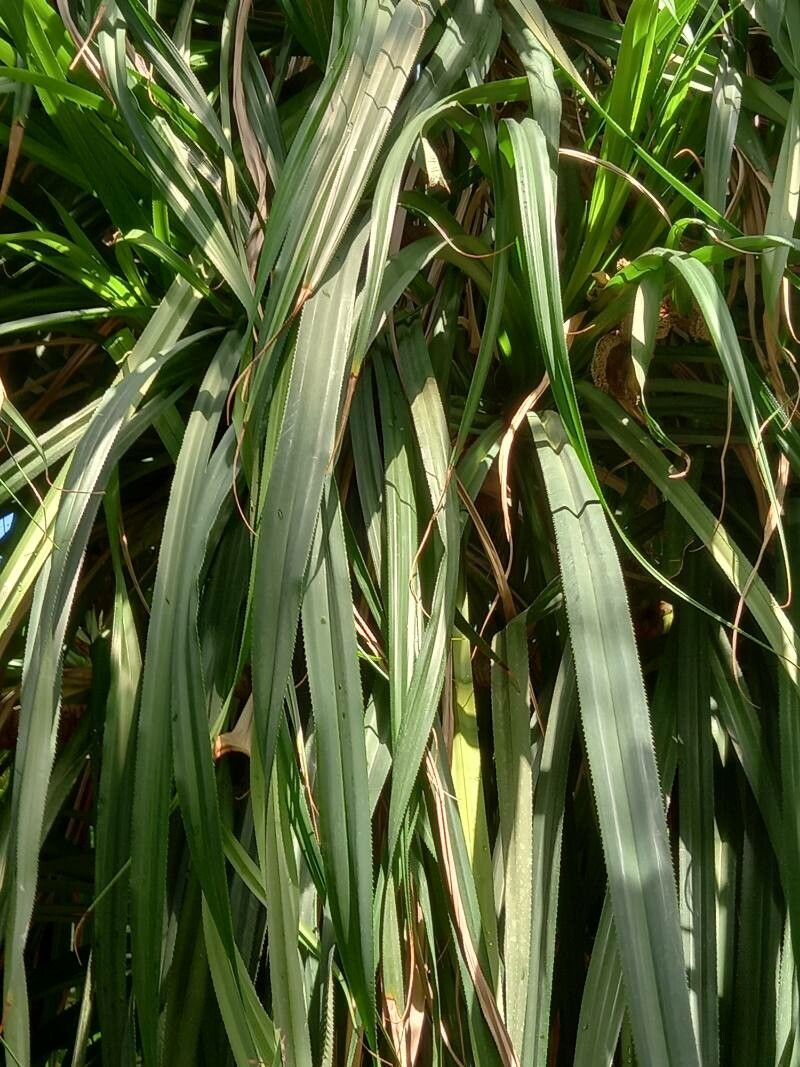 Pandanus myriocarpus — search result for 'Pandanus'