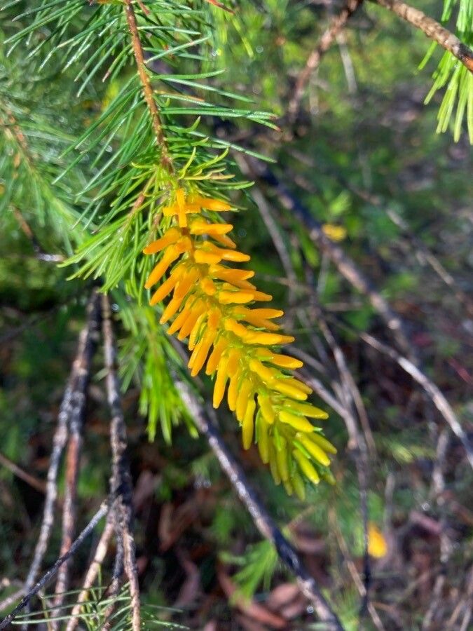 Persoonia pinifolia flower