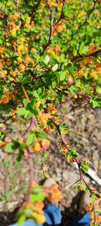Berberis microphylla — search result for 'Mahonia'