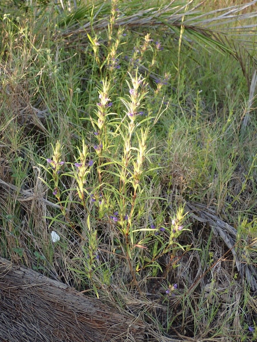 Hygrophila senegalensis habit