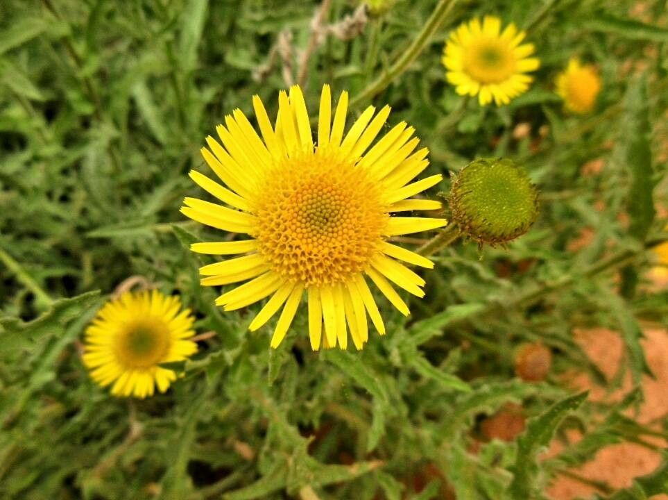 Asteriscus graveolens flower