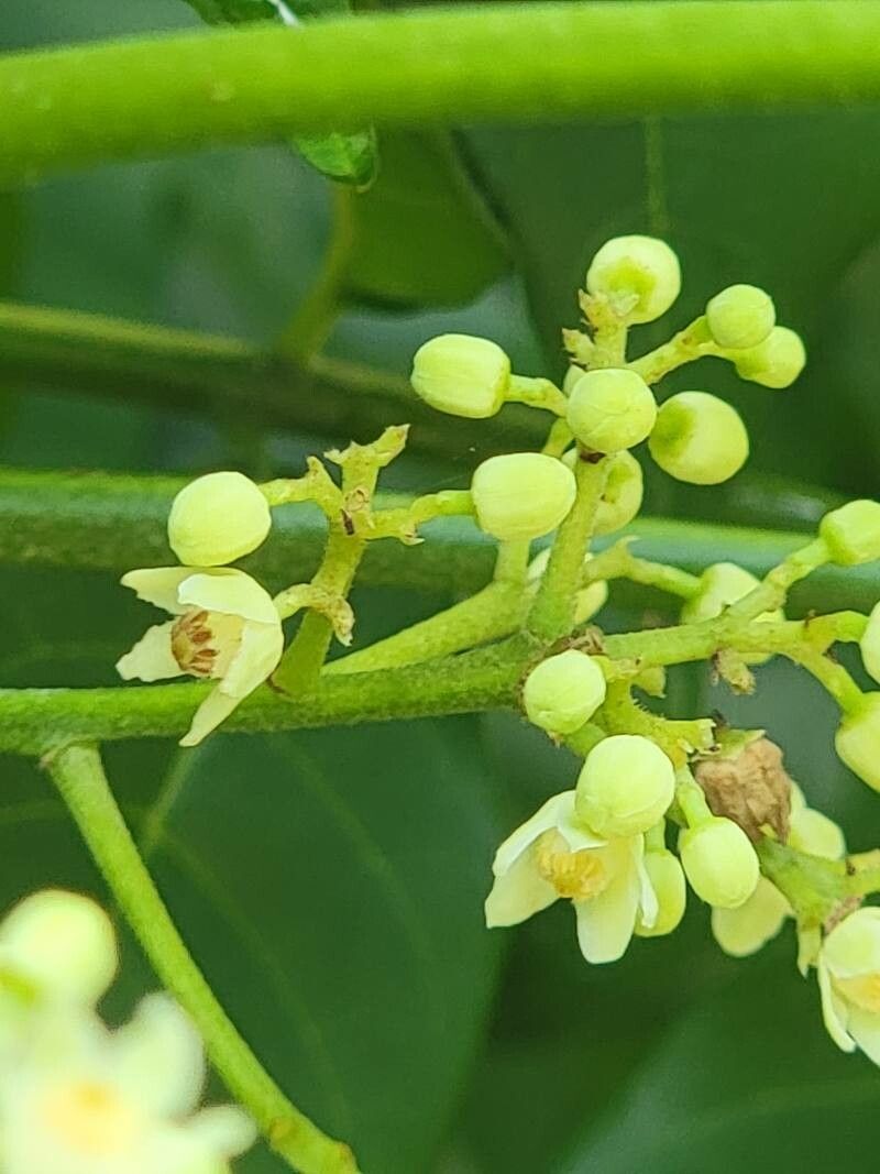 Trichilia hirta flower