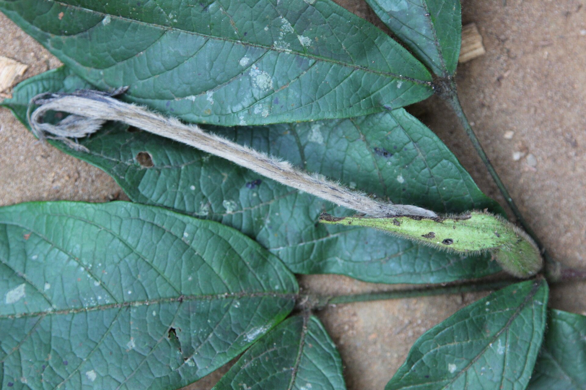 Rothmannia hispida flower