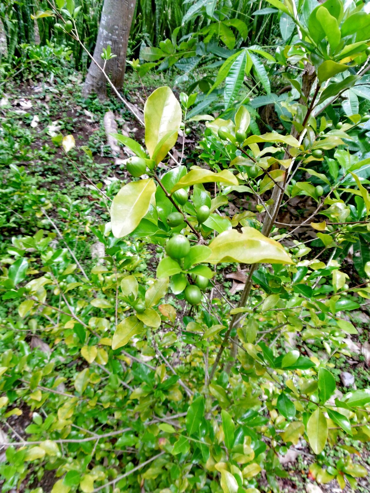 Coffea racemosa — search result for 'Mozambique'