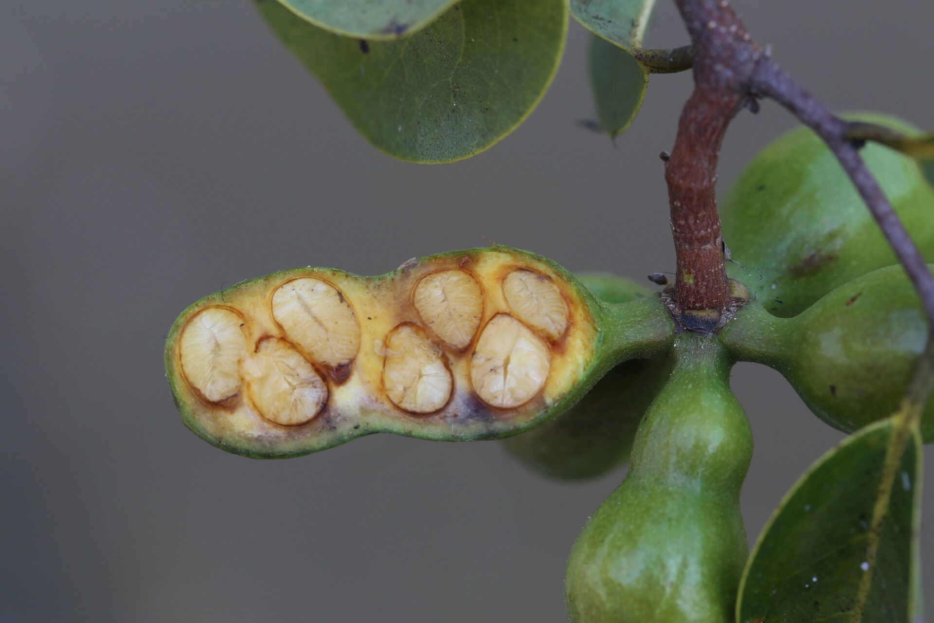 Xylopia katangensis fruit