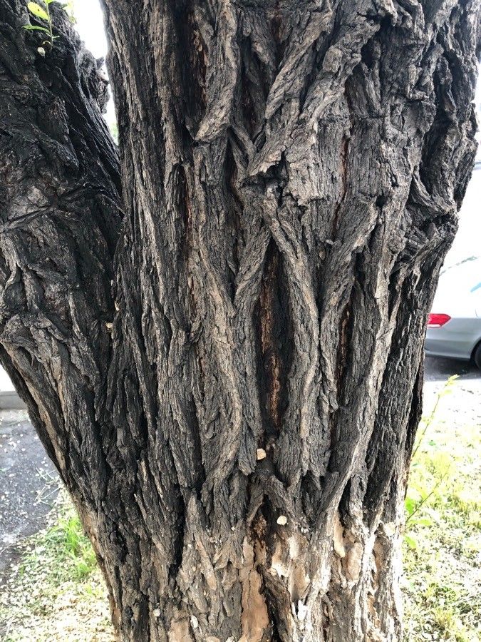 Ulmus elliptica bark