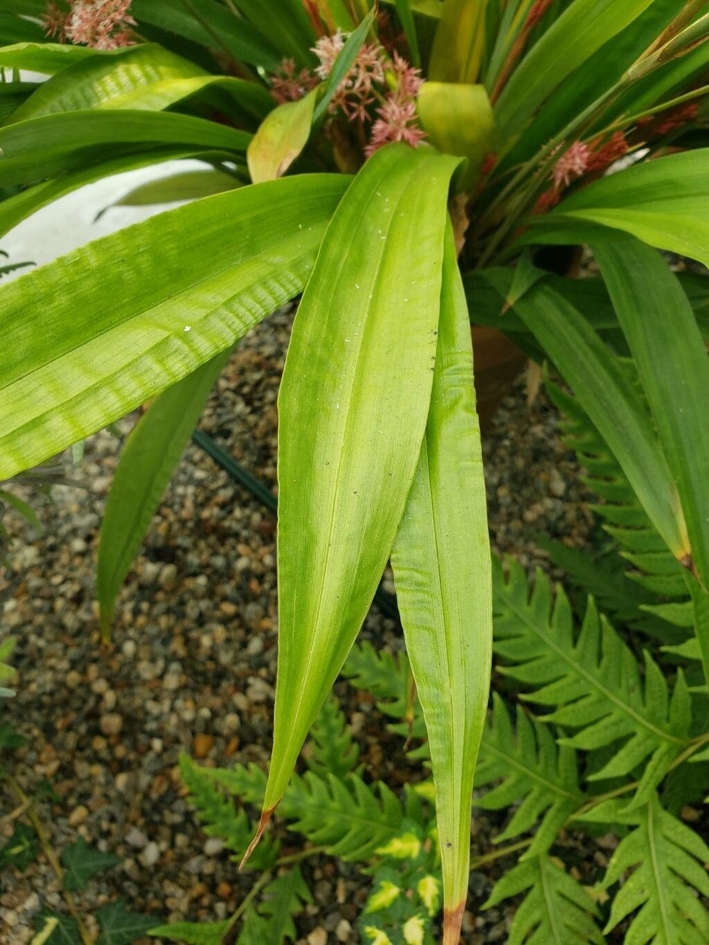 Carex scaposa — houseplant care guide