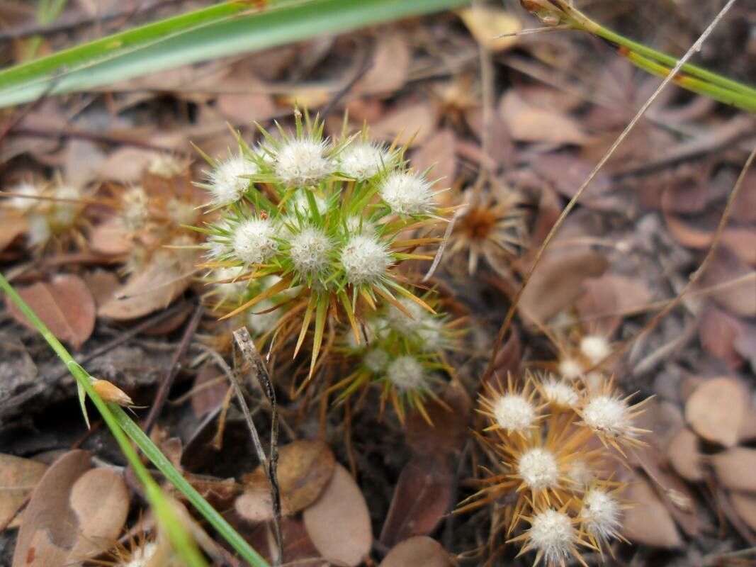 Syngonanthus cuyabensis — houseplant care guide
