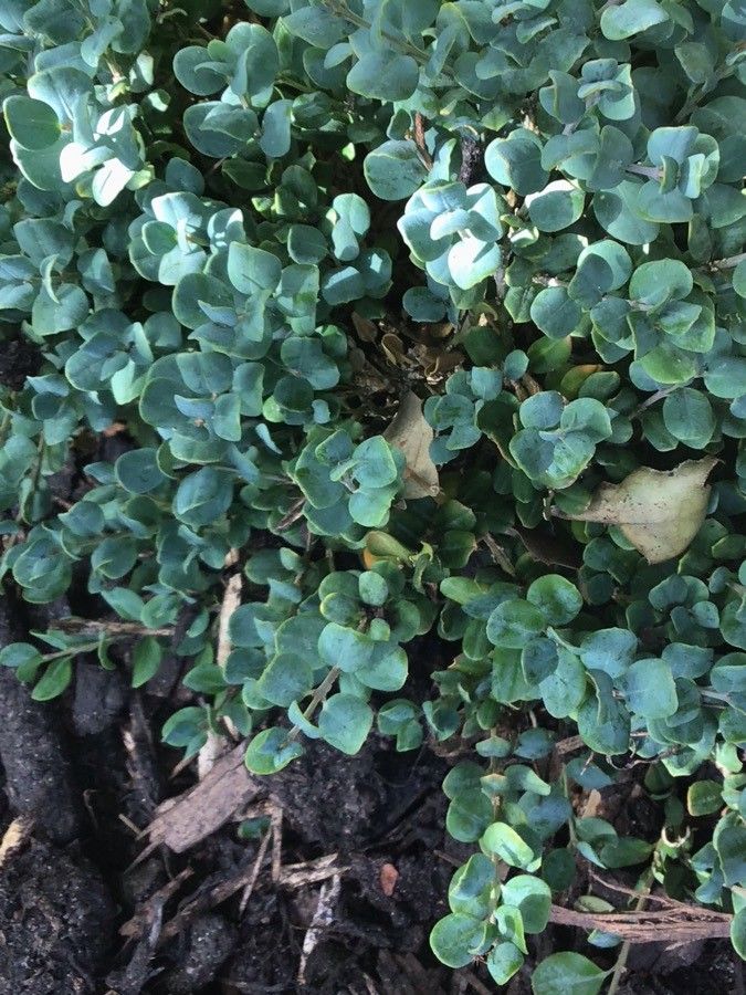 Buxus rugulosa — houseplant care guide