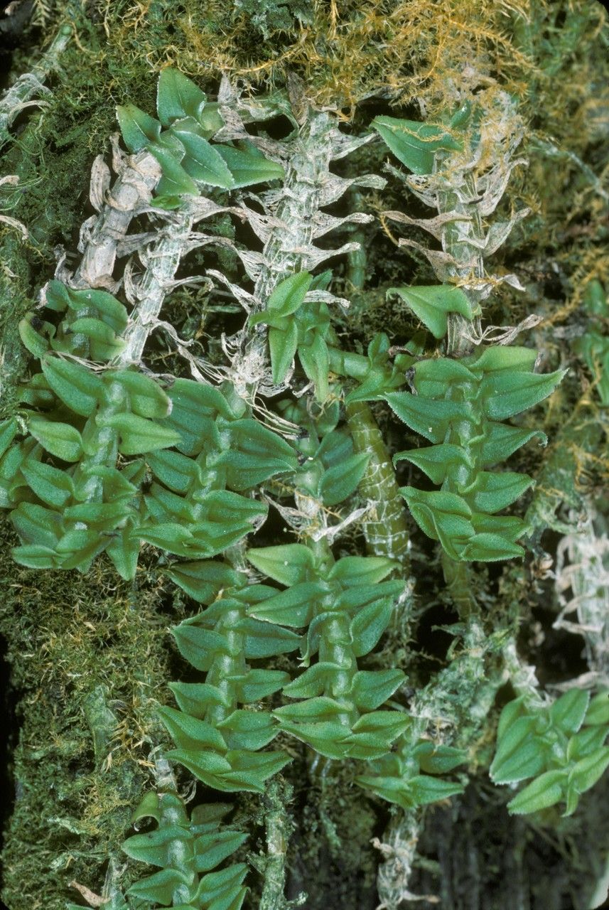 Dendrobium dichaeoides bark