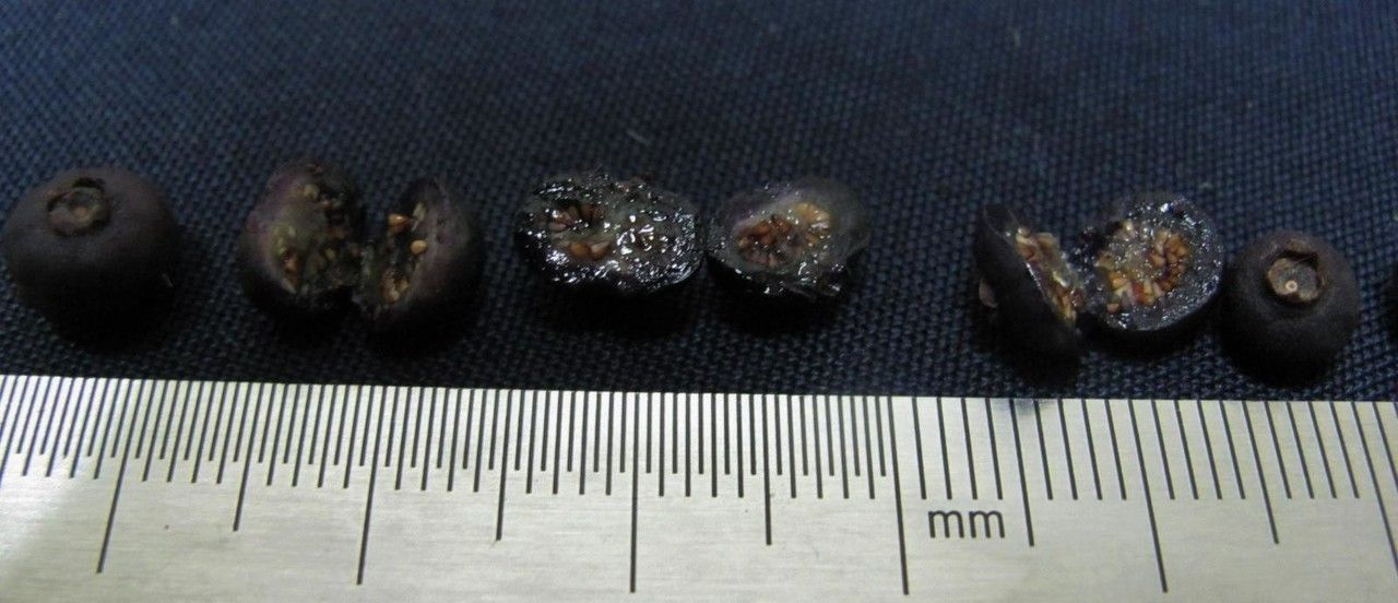 Miconia donaeana other