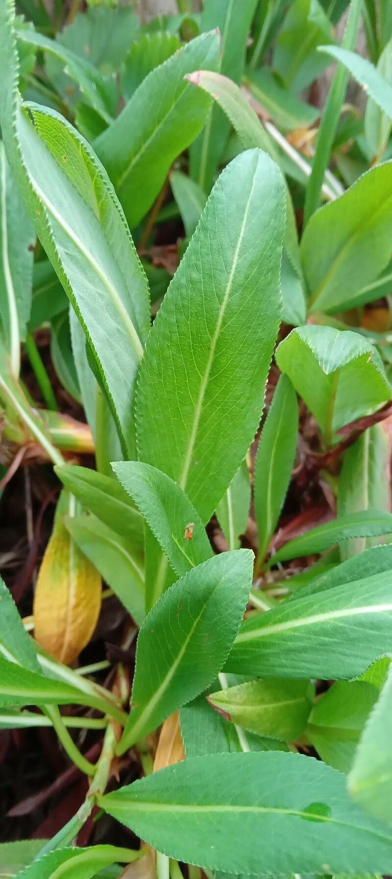 Persicaria affinis leaf