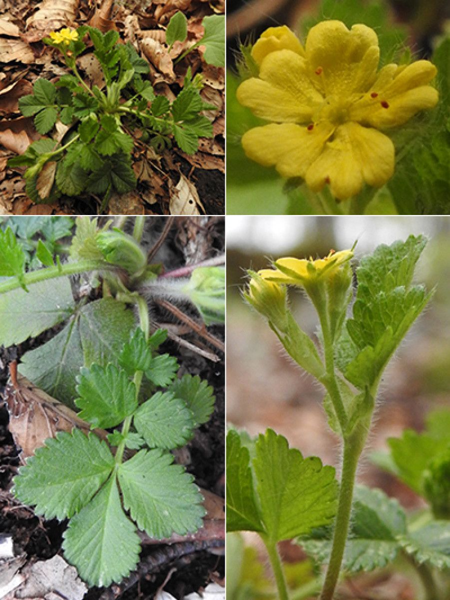 Aremonia agrimonoides other