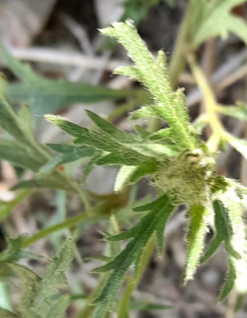 Turnera sidoides — houseplant care guide