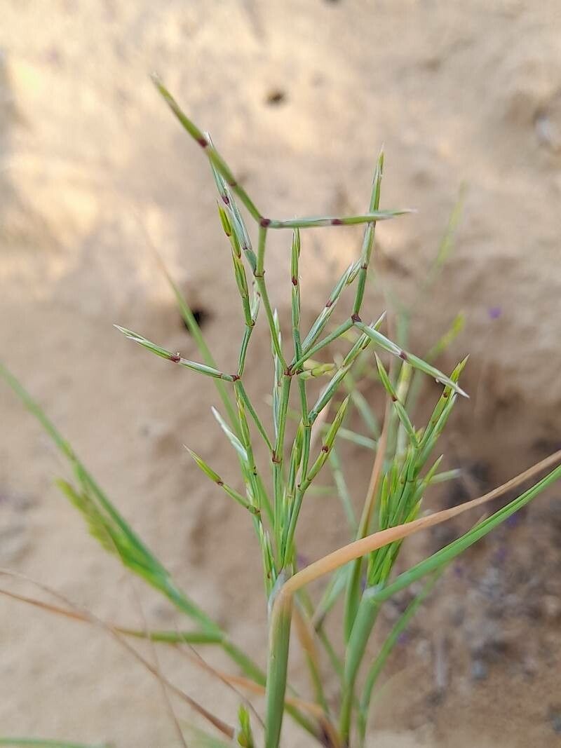 Cutandia dichotoma flower
