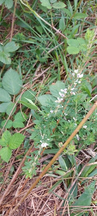 Lespedeza virginica other