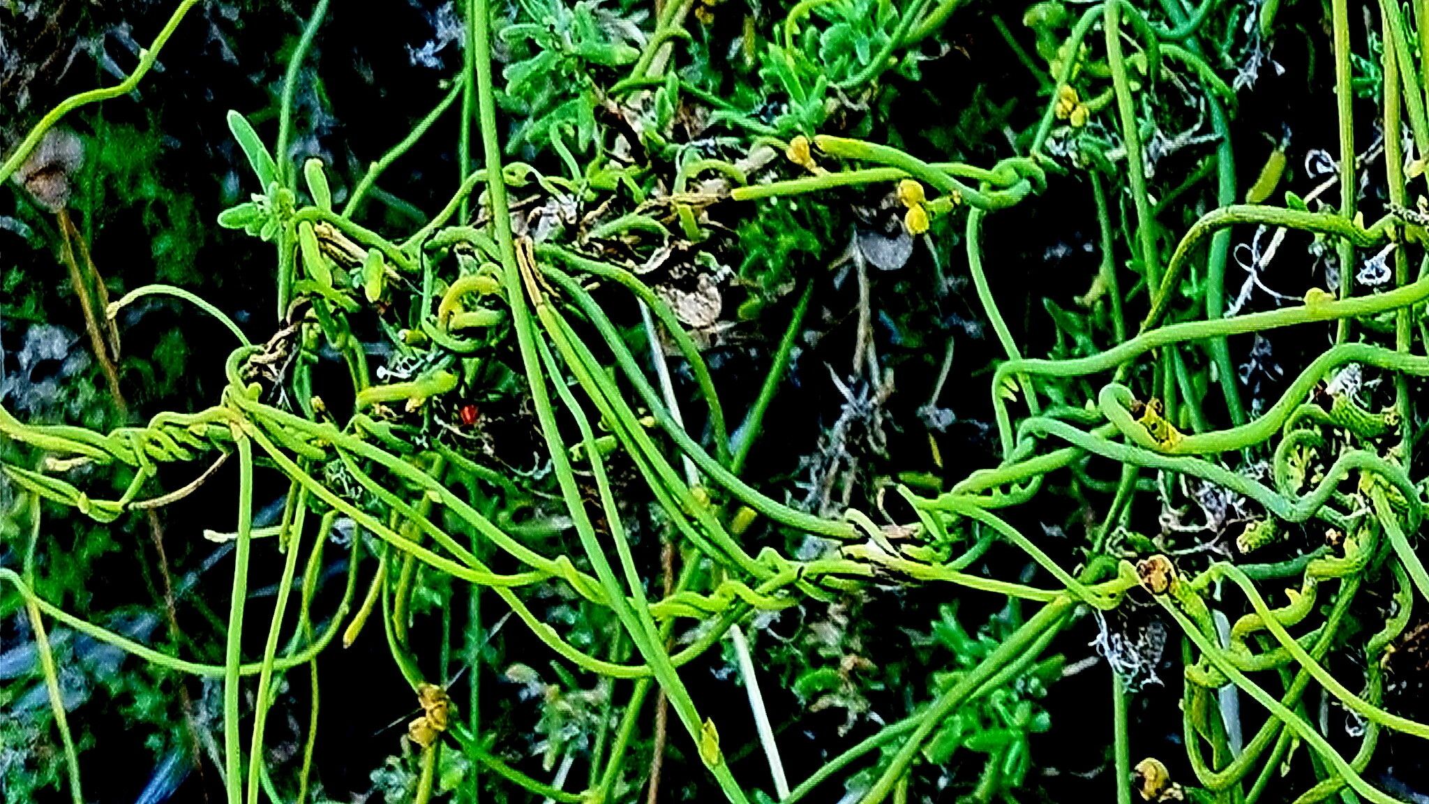 Cassytha ciliolata — related species from the same genus