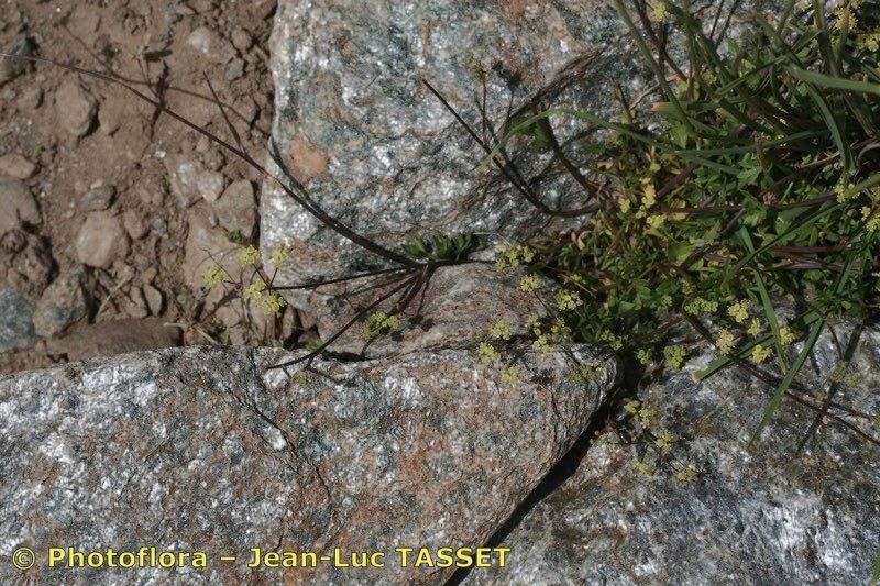 Pimpinella procumbens habit