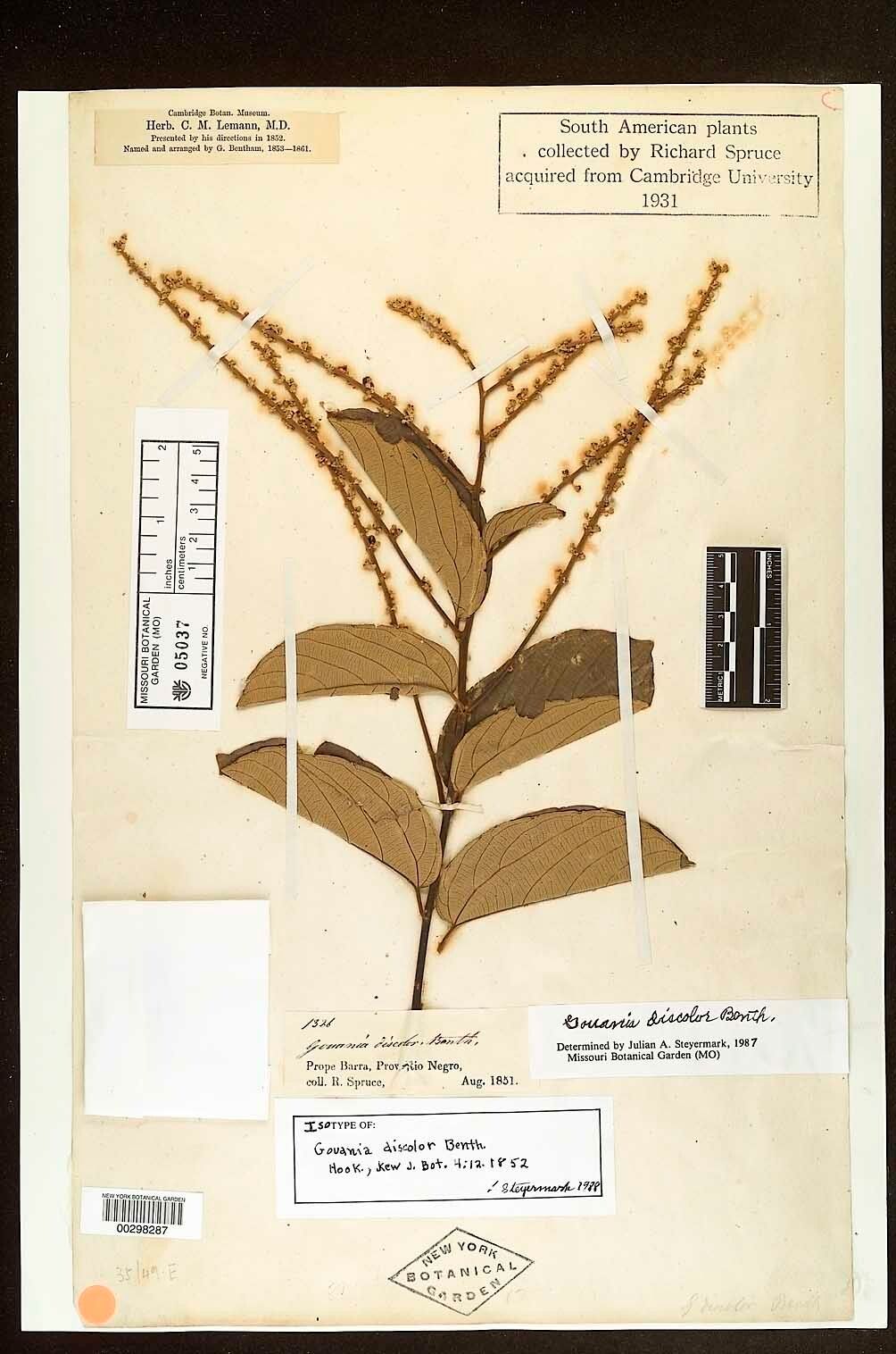 Gouania discolor — search result for 'Gouania'