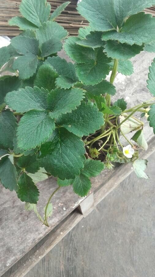 Fragaria × ananassa fruit