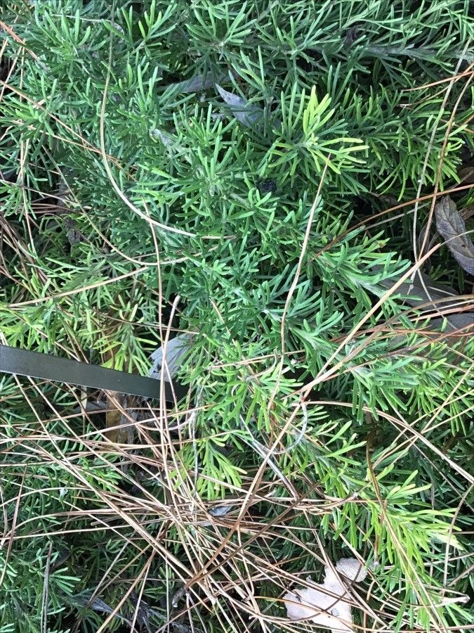 Grevillea crithmifolia — search result for 'Grevillea'