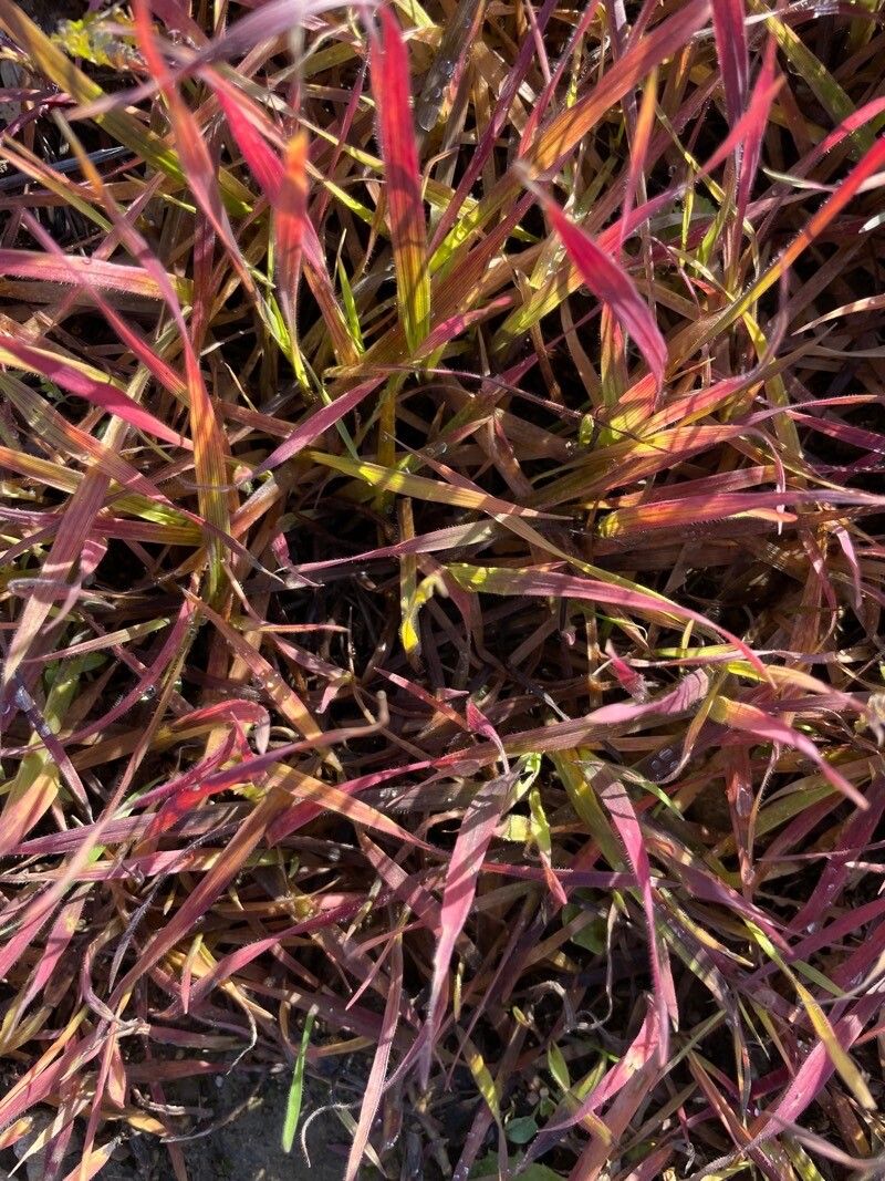 Bromus cebadilla — search result for 'Bromus'