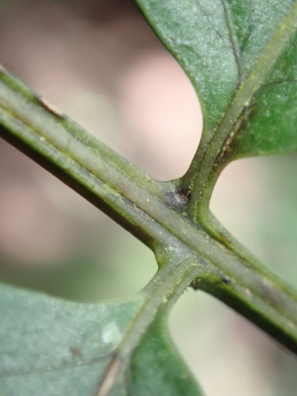 Bolbitis bipinnatifida leaf