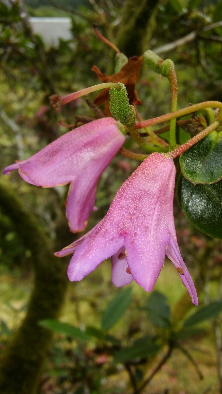 Rhododendron heliolepis — houseplant care guide