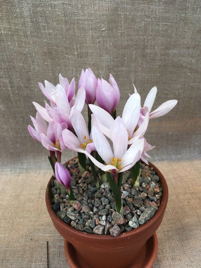 Colchicum szovitsii habit