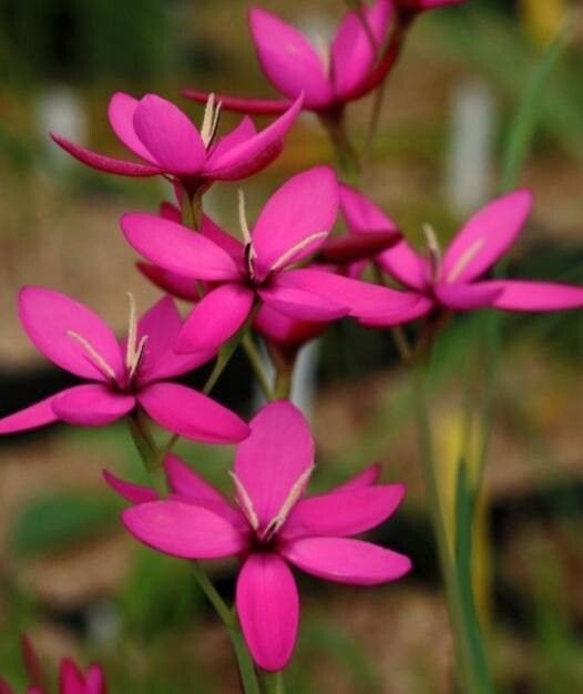 Hesperantha pauciflora — related species from the same genus