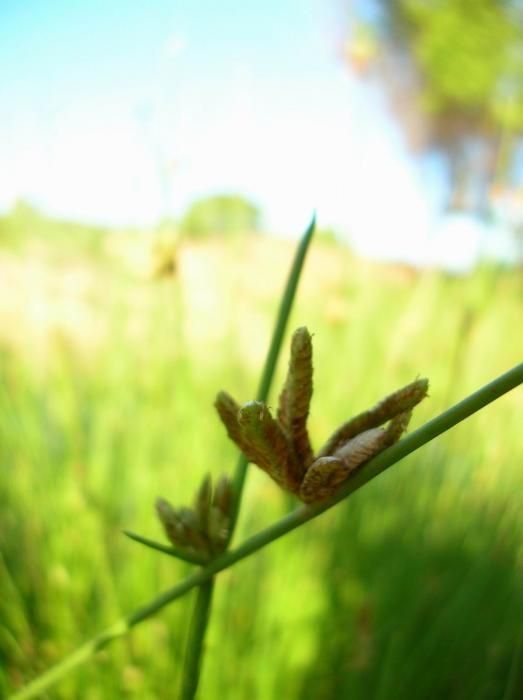 Cyperus laevigatus fruit