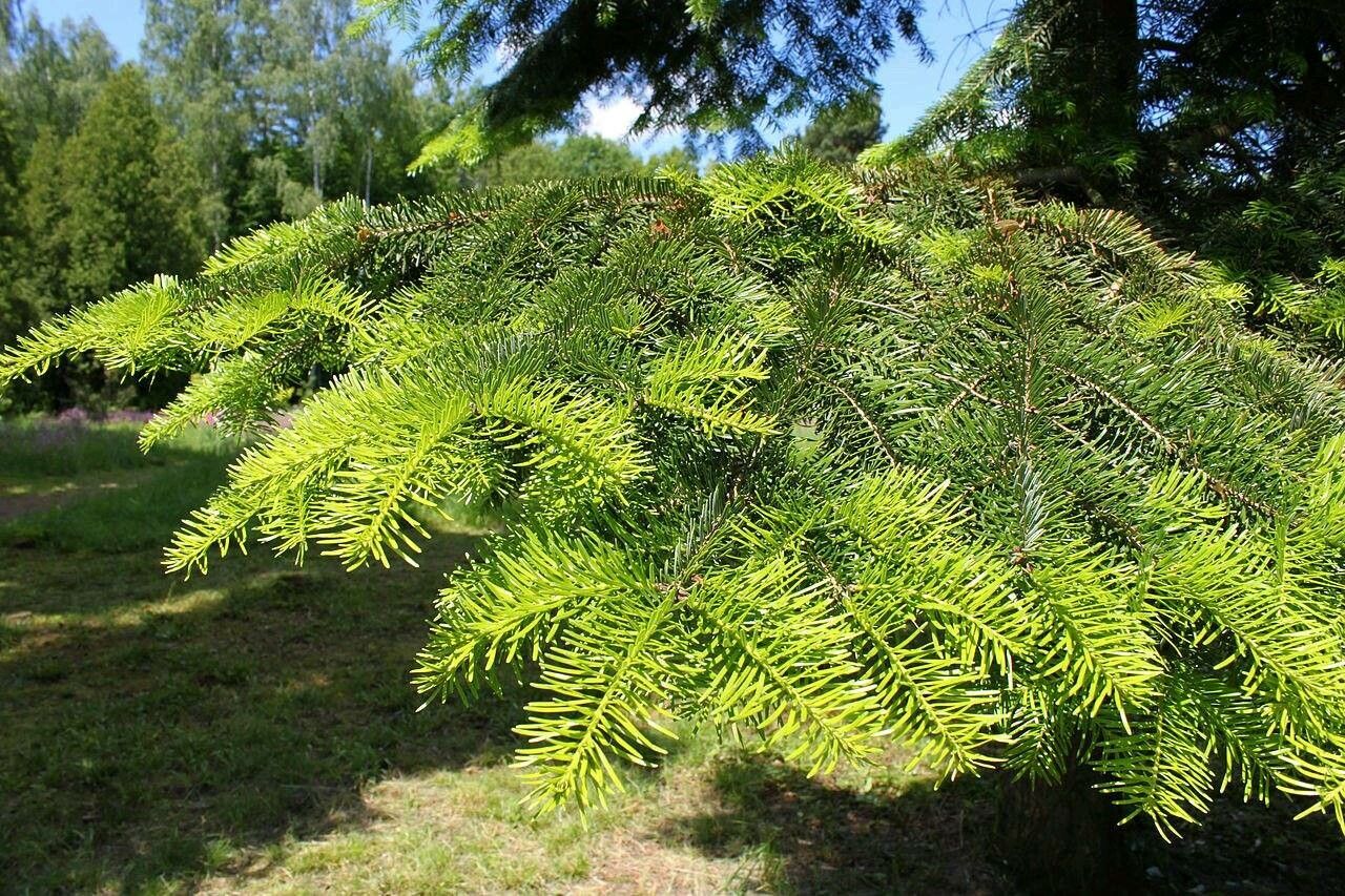 Abies sibirica — search result for 'Pinaceae'