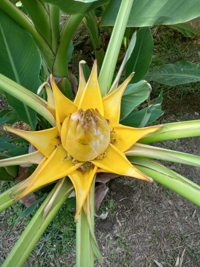 Ensete lasiocarpum flower