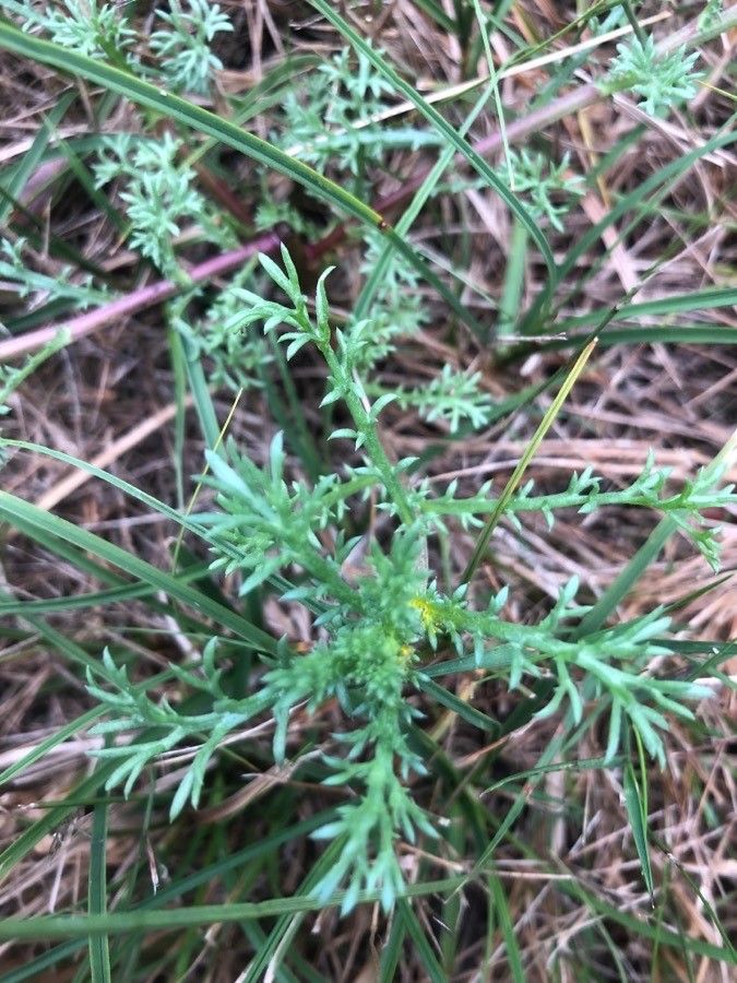 Cladanthus mixtus leaf