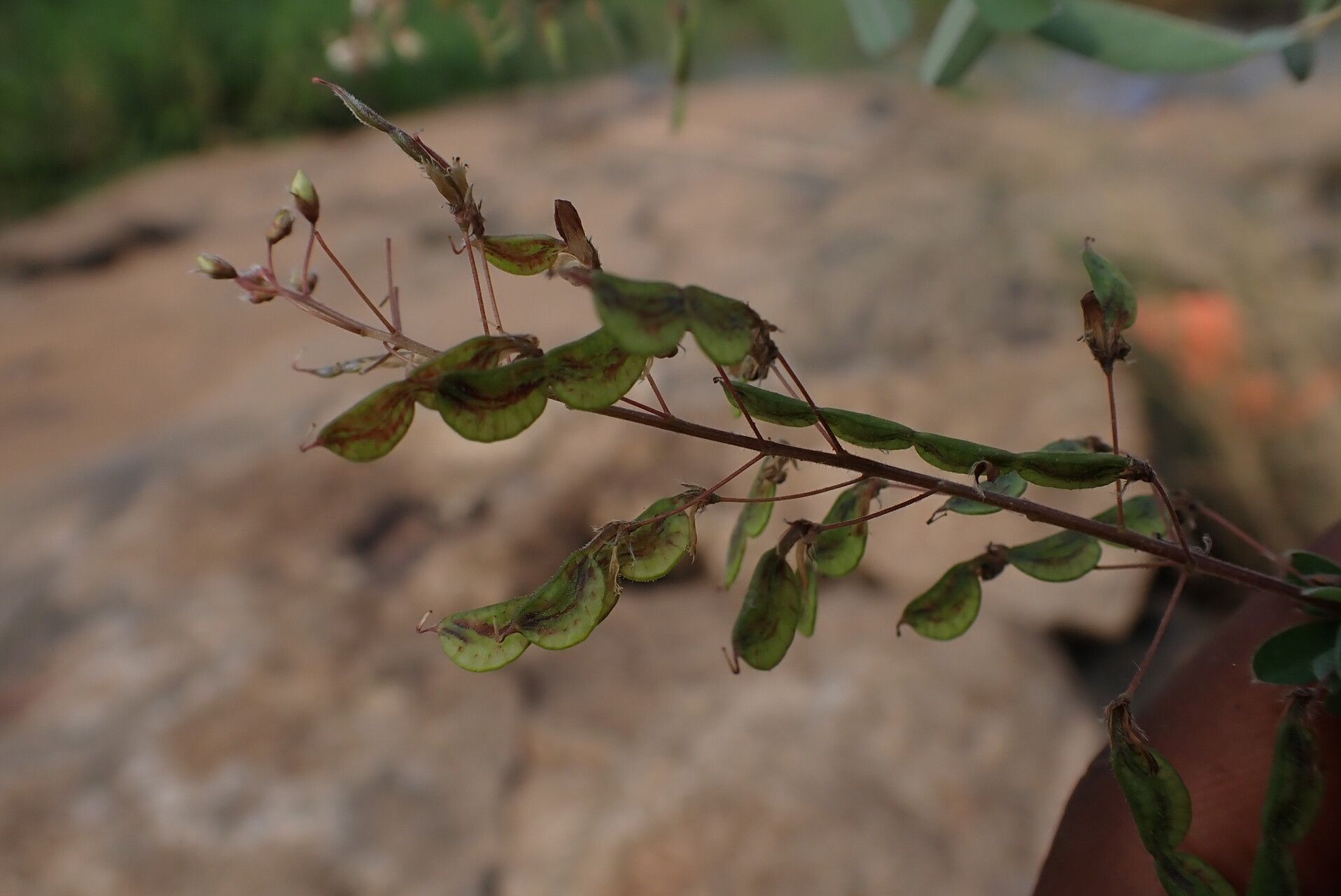 Desmodium ramosissimum fruit