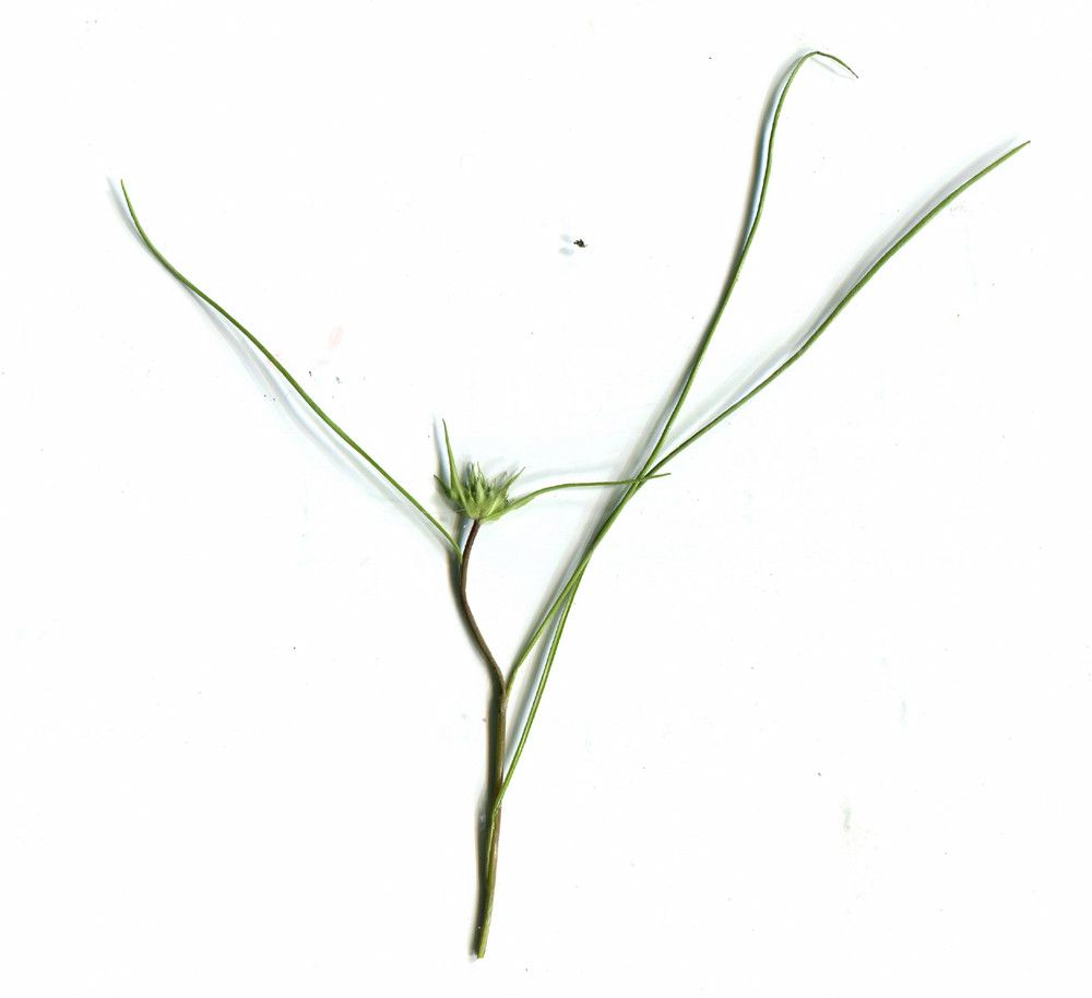 Phyteuma humile other