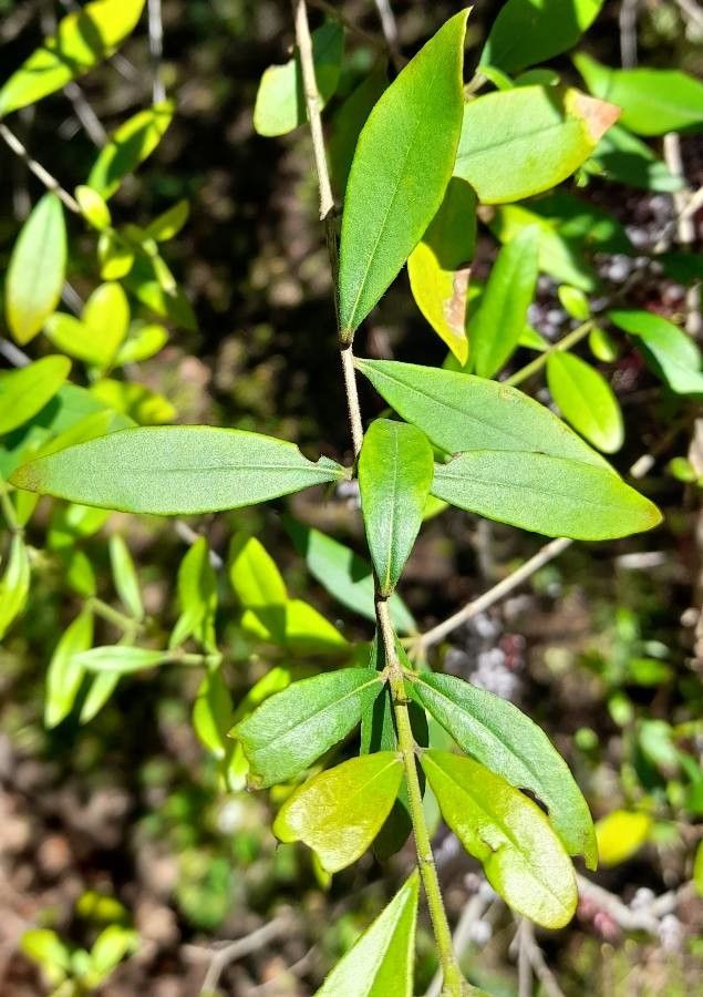 Myrrhinium atropurpureum — search result for 'Uruguay'