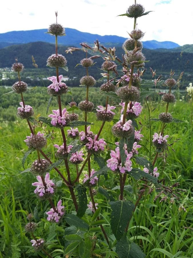 Phlomis tuberosa fruit