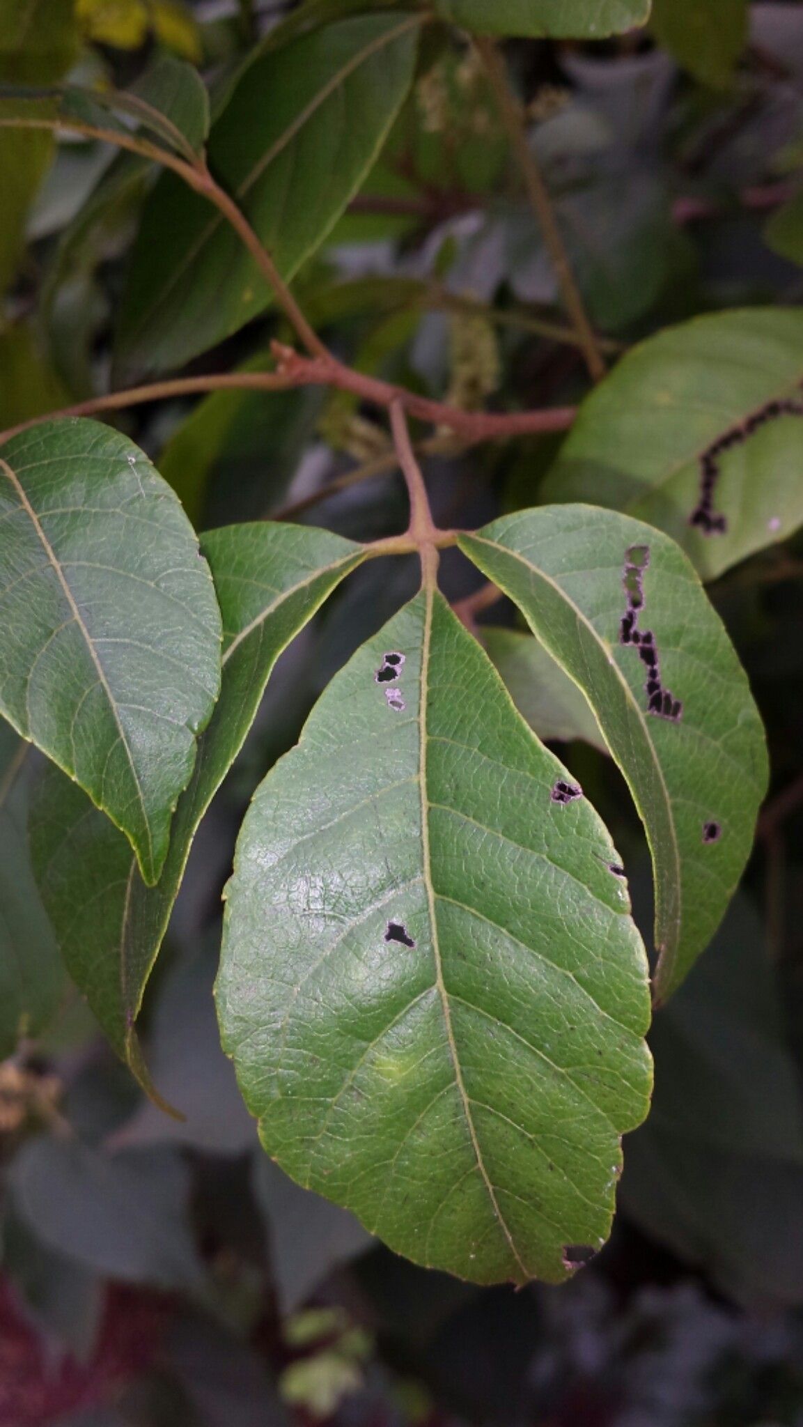 Allophylus boinensis — houseplant care guide