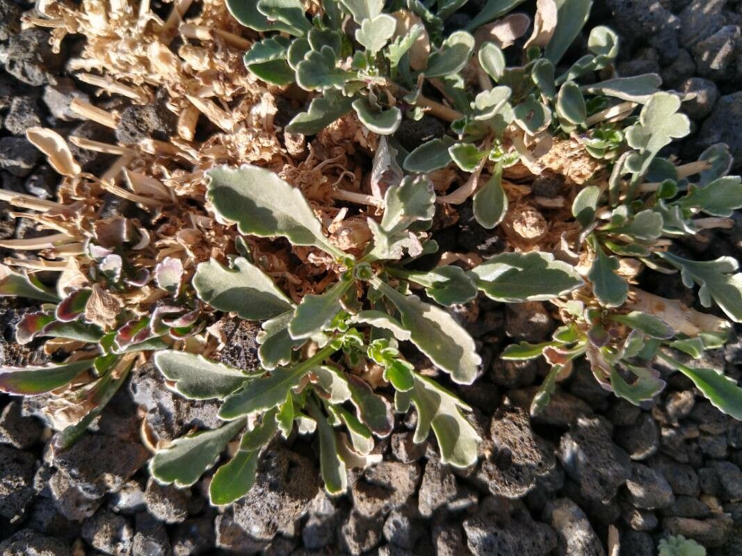 Asteriscus schultzii leaf
