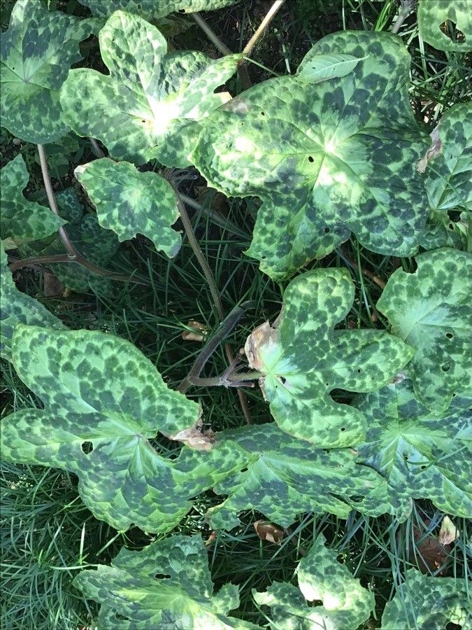 Dysosma versipellis — search result for 'Podophyllum'