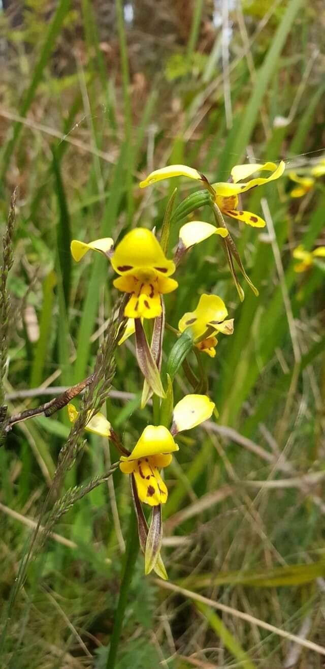 Diuris maculata — related species from the same genus