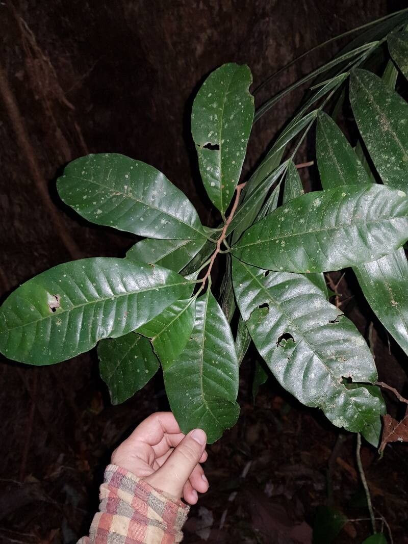 Pouteria amygdalicarpa leaf
