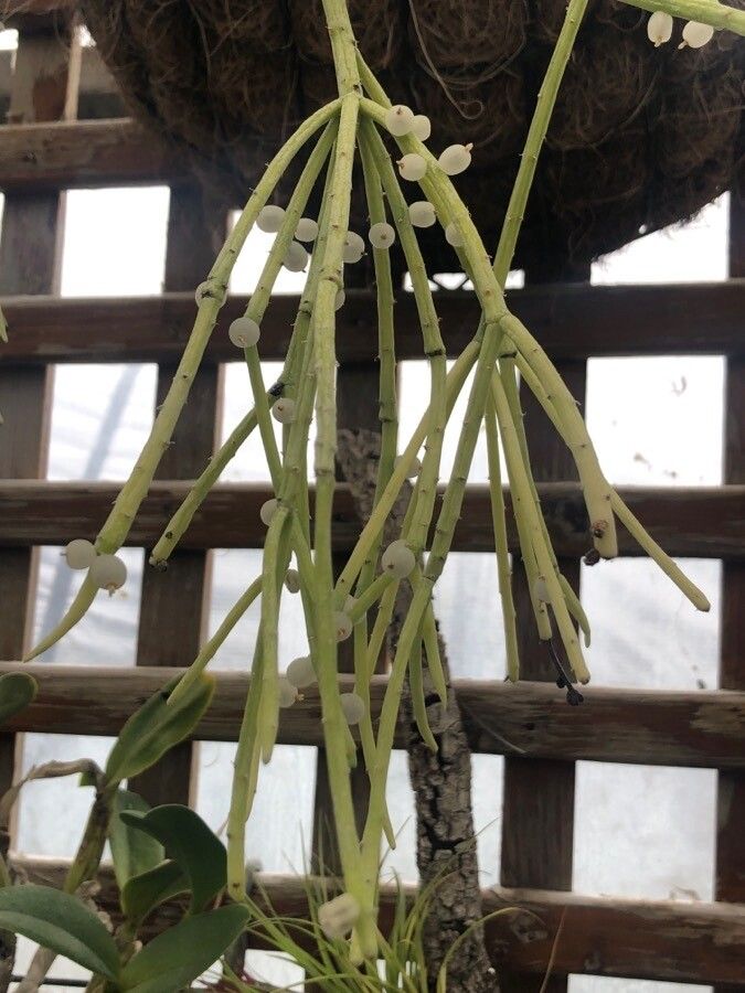 Pseudorhipsalis alata — related species from the same genus