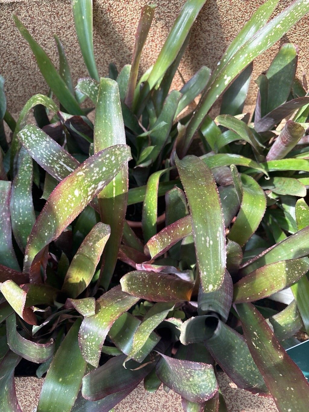 Billbergia sanderiana — search result for 'Billbergia'