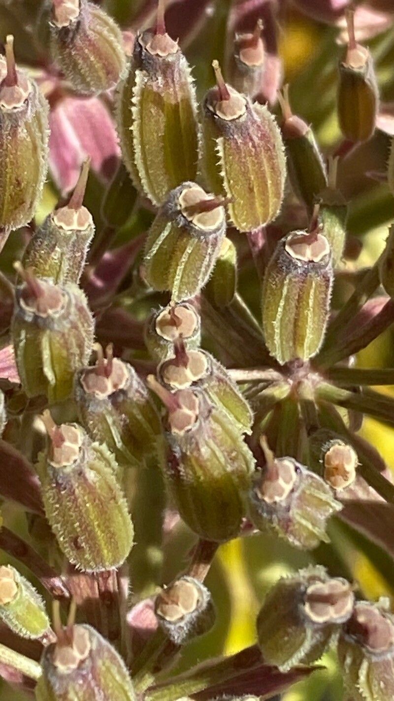 Daucus decipiens fruit