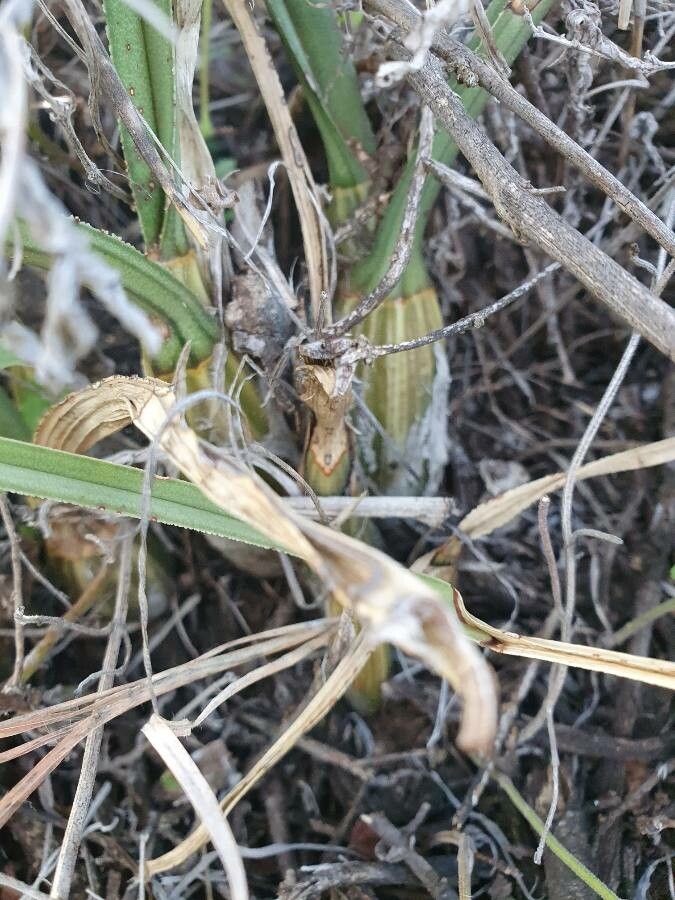 Eulophia petersii bark