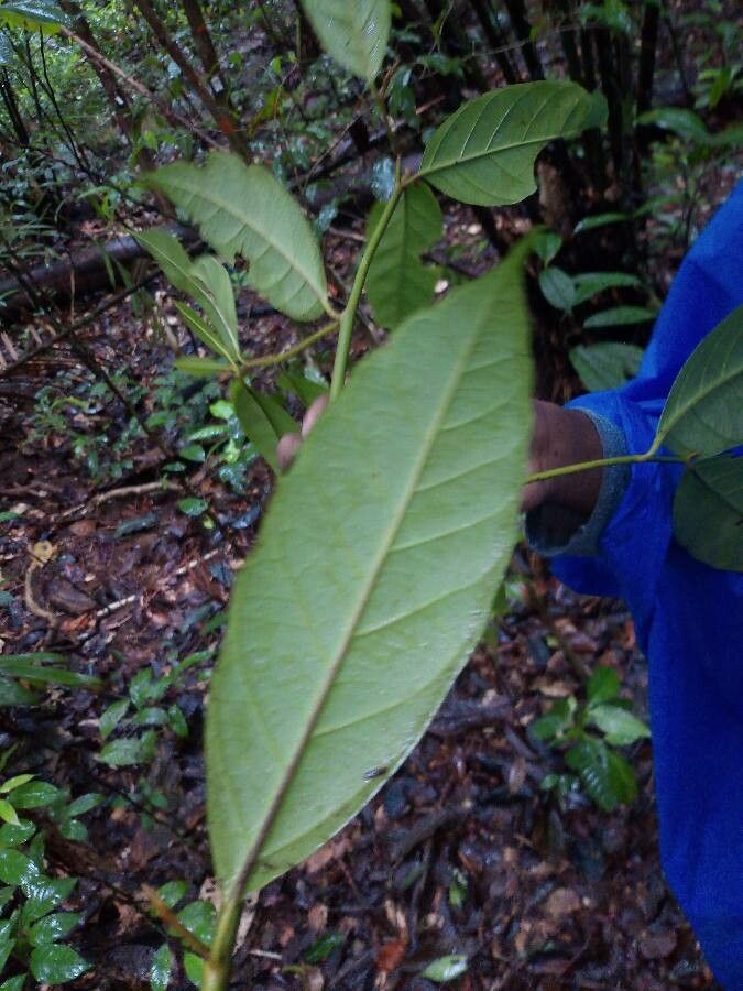 Discophora guianensis — houseplant care guide